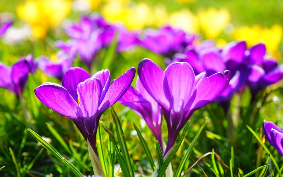 Spring Season – a reminder of level 1 water restrictions